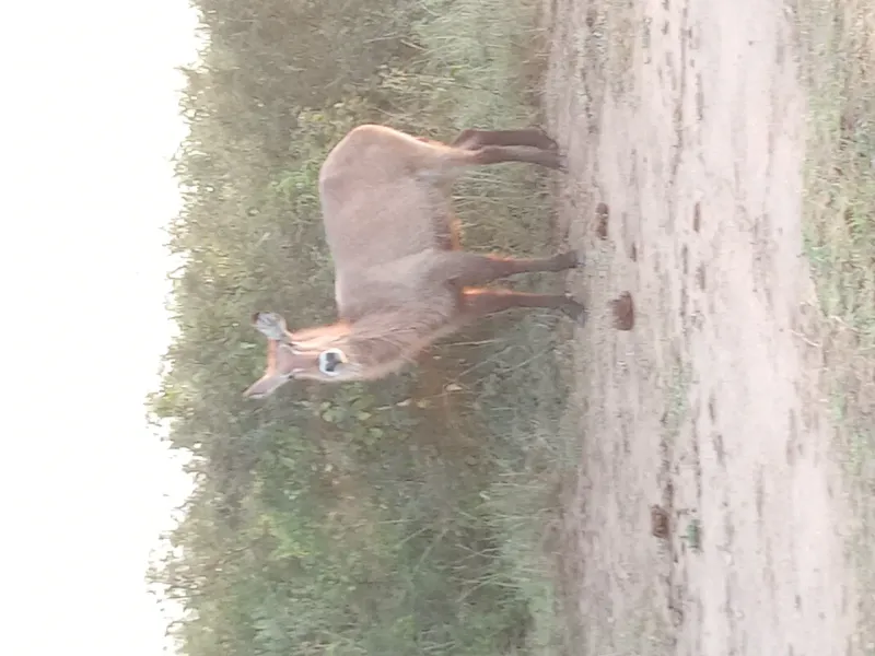 DEMOCRATIC REPUBLIC OF CONGO gallery image 2