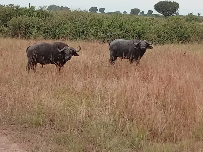 DEMOCRATIC REPUBLIC OF CONGO gallery image 1