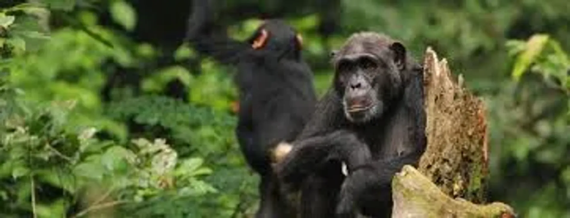 Chimpanzee Trekking: Kibira vs Kibale vs Nyungwe — Which Park Is Right for You? (2026)
