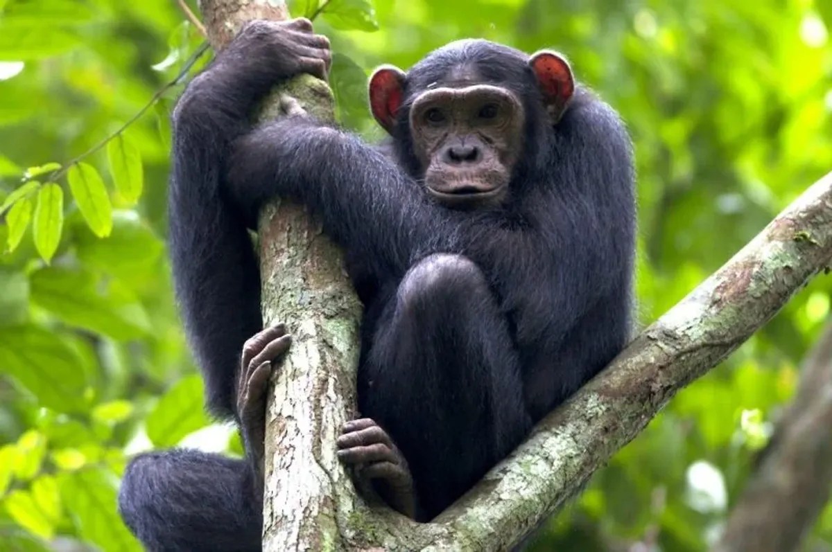6-Day 6-Day Discover Burundi & Tanzania (Gombe Chimps)