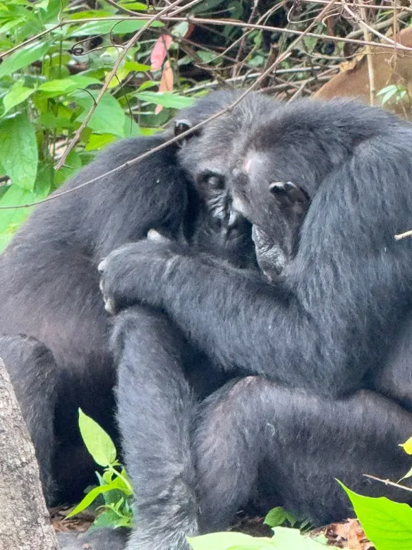 3-Day Bwindi Gorillas from Kigali (Uganda)