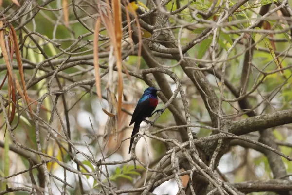 2-Day Birding at Lake Rwihinda (Kirundo)