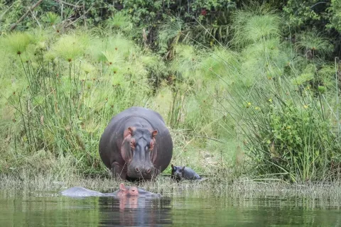 Hippo family in Akagera, Rwanda