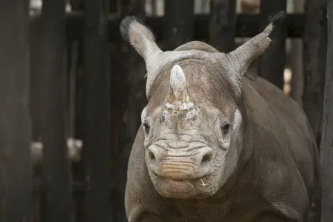 Young rhino, Akagera National Park