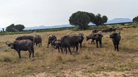Big Five safari, Queen Elizabeth National Park