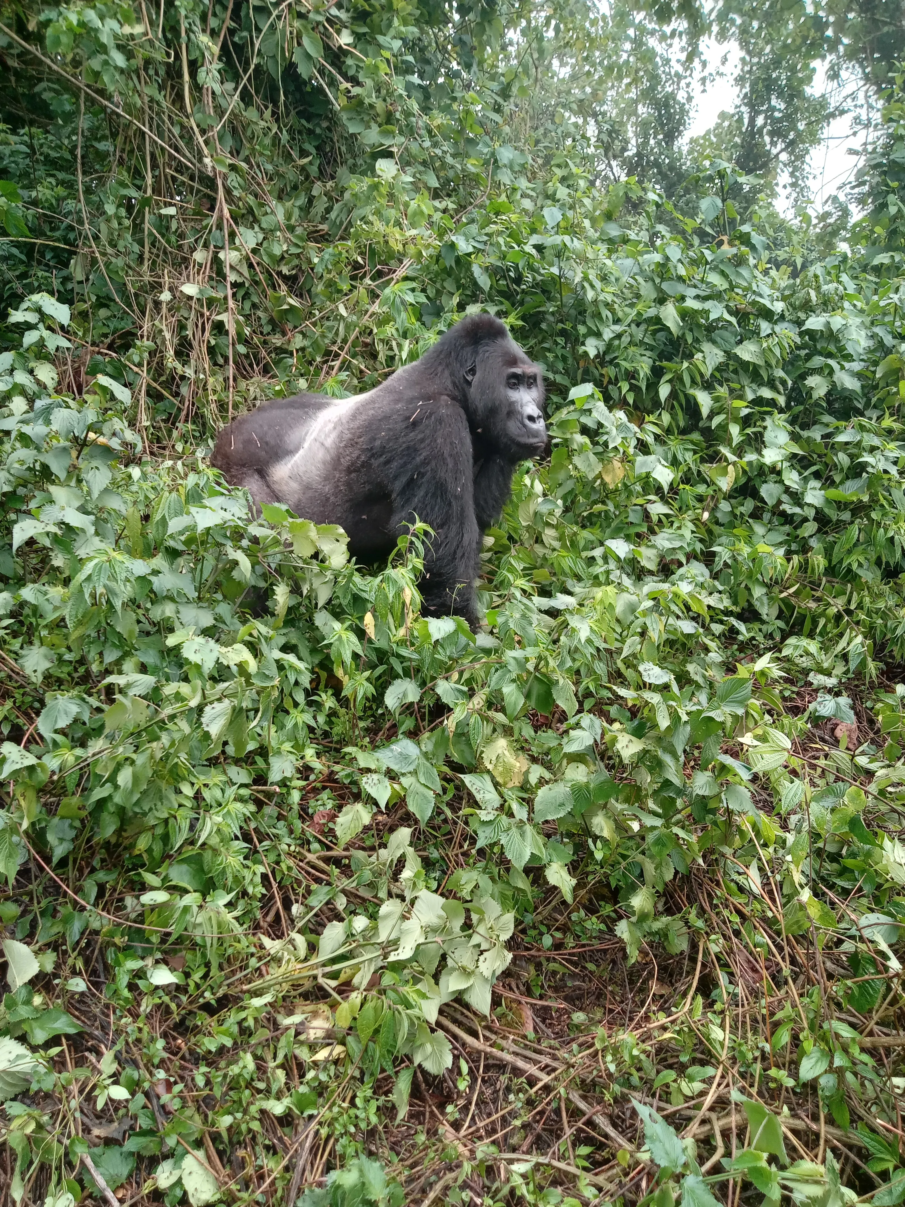 Top Safari Destinations in Africa