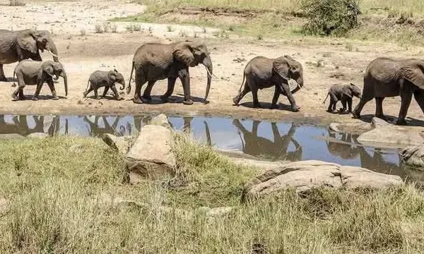 Capturing the Connection: Multi-Generational "Tribal" Safaris and AI-Photography in Tanzania