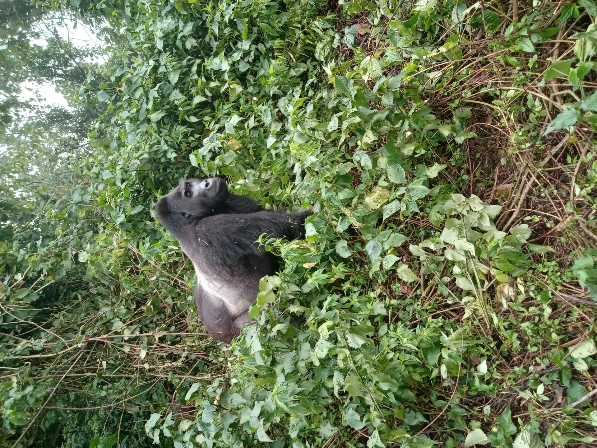 Ultimate Guide to Gorilla Trekking in Rwanda (2026)