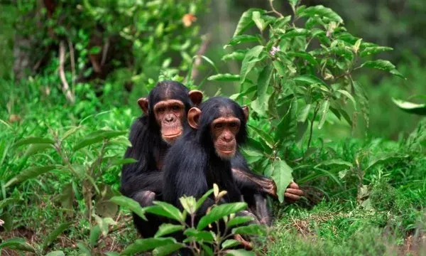 4-Day Nyungwe Rainforest & Chimp Trek