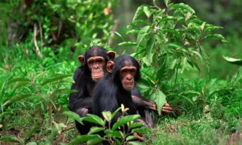 Chimpanzee trekking, Nyungwe Forest