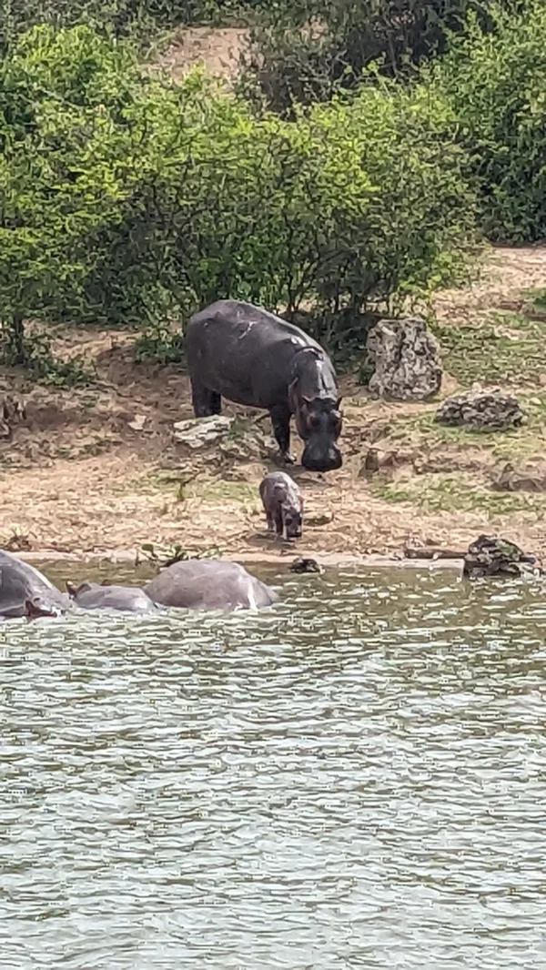 queen elizabeth park game drive east africa 2026