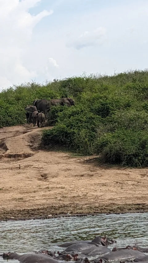 Wild Uganda safari 2026