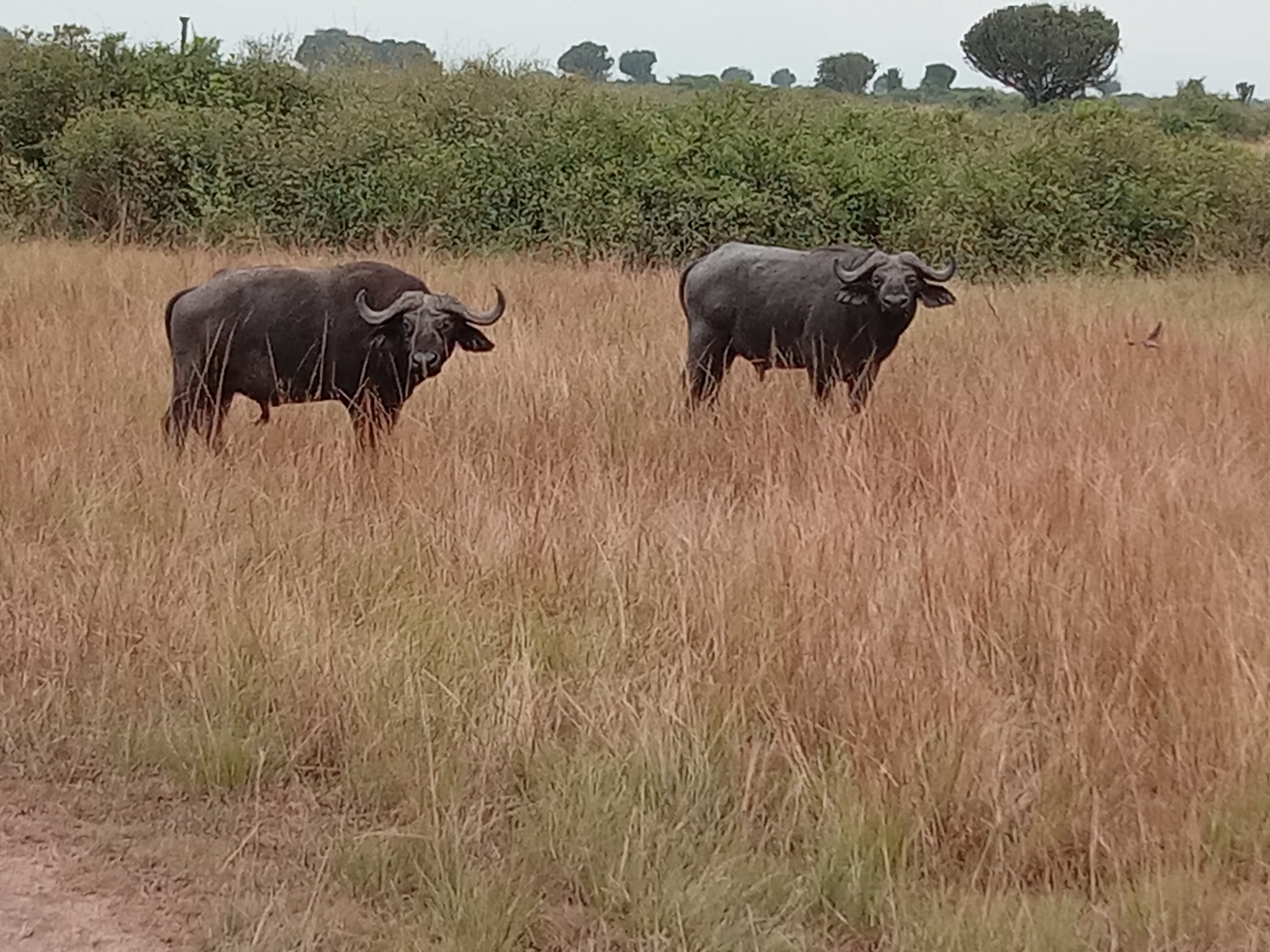 Democratic Republic of the Congo (DRC) gallery image 2