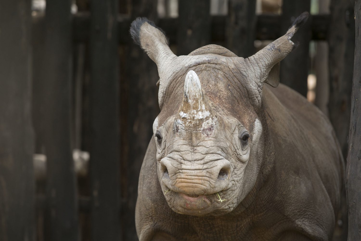 Rhino