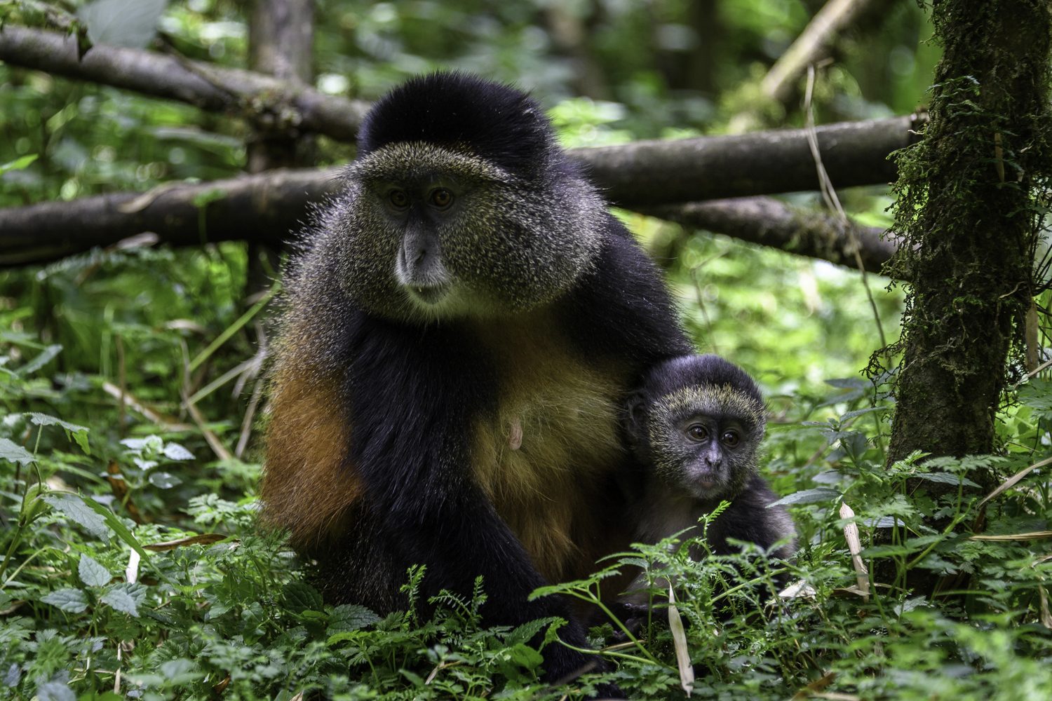 Primates